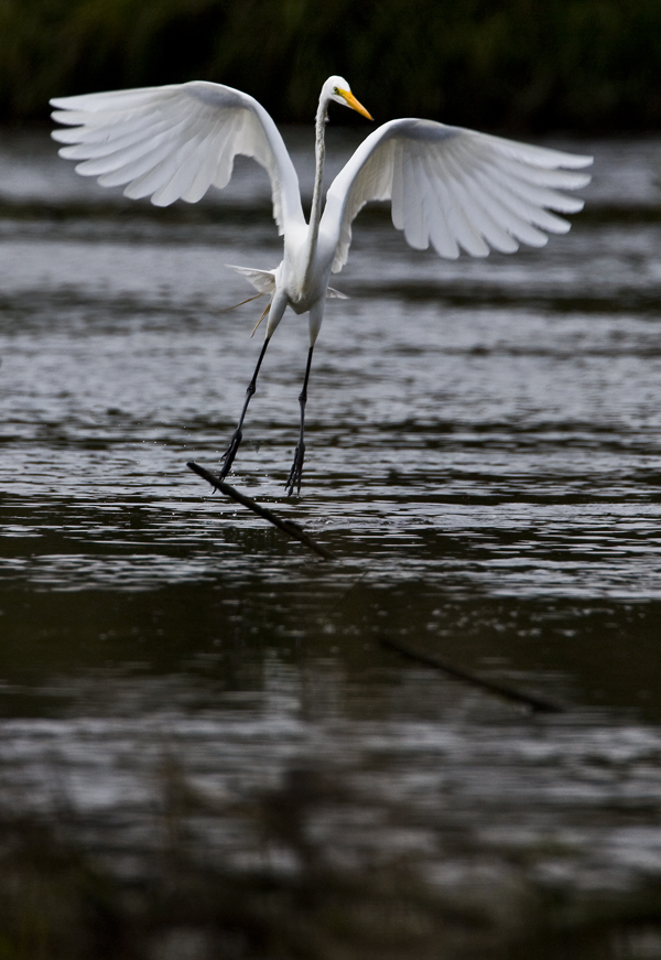 Download Egret Airborne (600Wx871H)