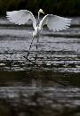 Egret Airborne (600Wx871H) - Egret Airborne 