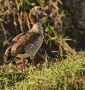 Egyptian Goose (937Wx1000H) - Egyptian Goose - Africa - 2010 