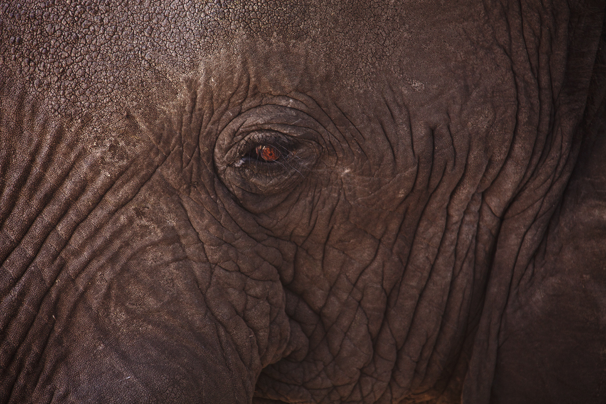 Download Elephant Eye (1200Wx800H)
