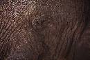 Elephant Eye (1200Wx800H) - Elephant Eye - Africa - 2010 