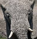 Elephant  (969Wx1000H) - Elephant Up Close - Africa - 2010 