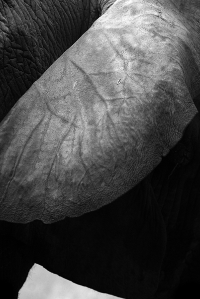 Download Elephant Ear - 2005 (402Wx600H)