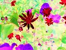  (640Wx480H) - FlowerPower: Sun Burst from Monet's Garden 