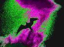  (650Wx479H) - Flying Frigit - Galapagos - 2002 