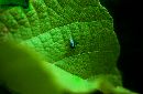 (700Wx456H) - Fly on Leaf - Galapagos - 2002 