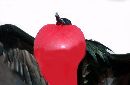  (700Wx456H) - Frigit - Galapagos - 2002 