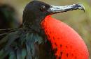 Frigit Beak (606Wx396H) - 2002 Trip to Galapogos 