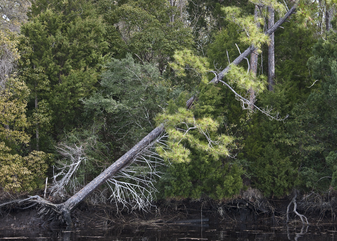Download Fallen Tree (1119Wx800H)