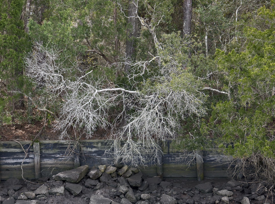 Download Fallen Tree II (1077Wx800H)