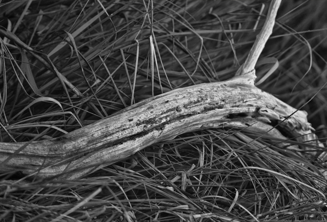 Download Fallen Branch (661Wx450H)