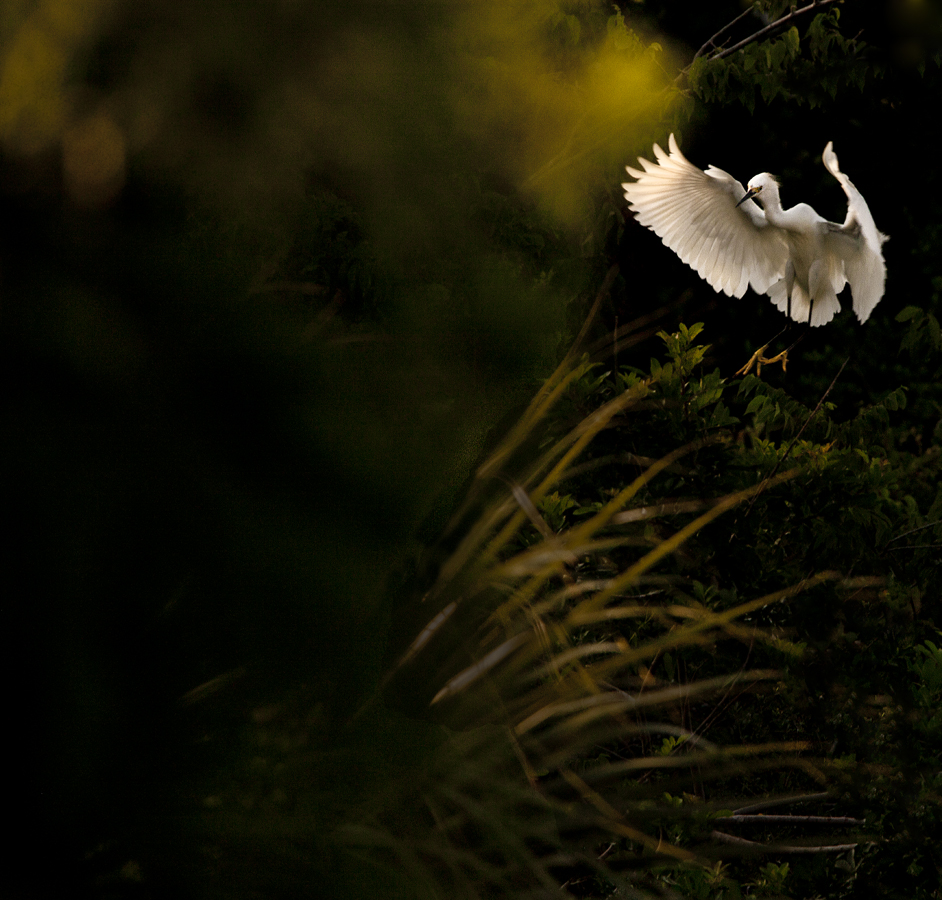 Download Fantasia (942Wx900H)