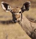 Female Impala (925Wx1000H) - Female Impala - Africa - 2010 
