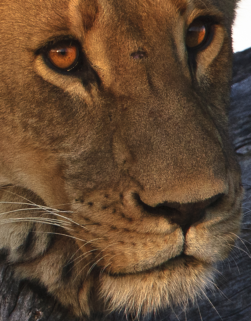 Download Female Lion  (862Wx1100H)