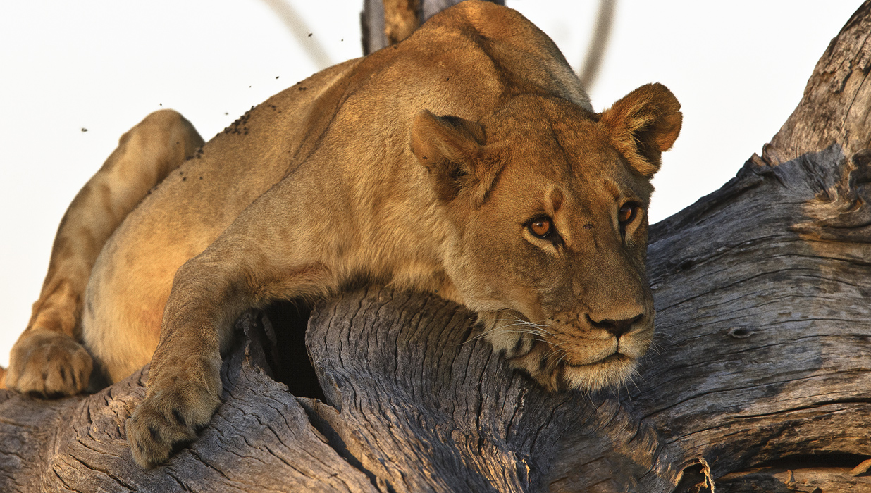 Download Female Lion in Tree (1236Wx700H)