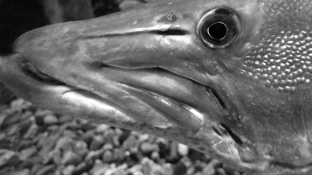 Download Fish 1 (1244Wx700H)
