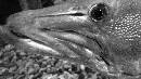 Fish 1 (1244Wx700H) - Fish 1 - 2009 