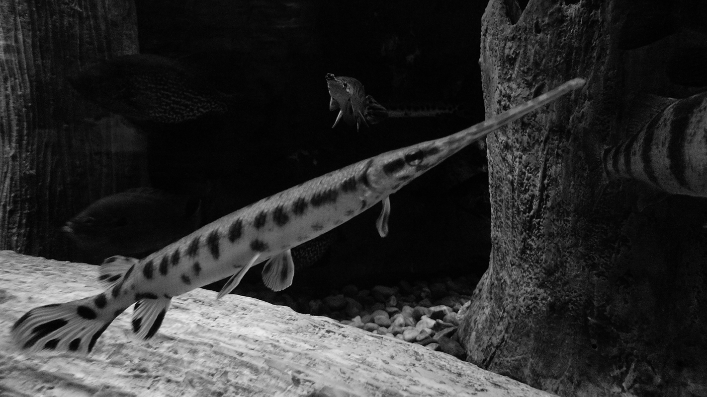 Download Fish 2 (1422Wx800H)
