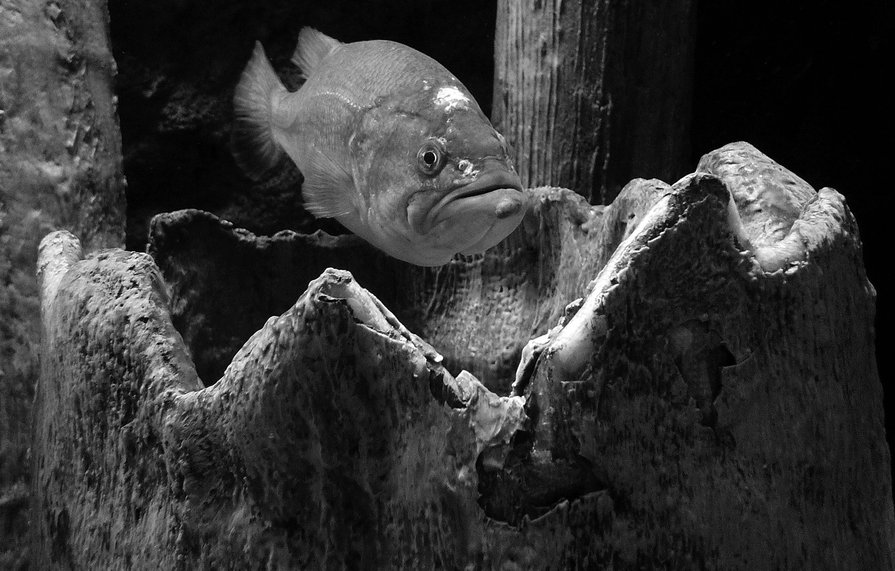 Download Fish 3 (1253Wx800H)