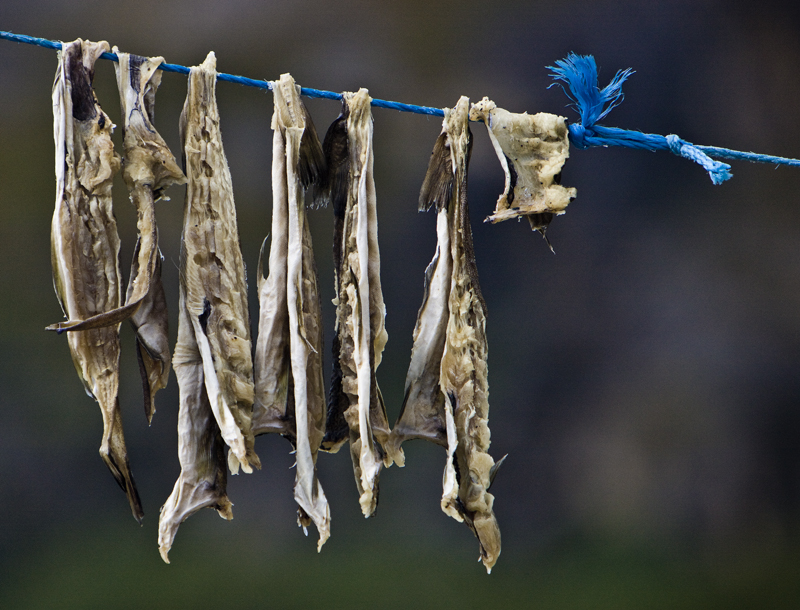 Download Fish Drying on Line (800Wx610H)