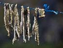 Fish Drying on Line (800Wx610H) - Fish Drying on Line - Deserted Village - Greenland - 2008 