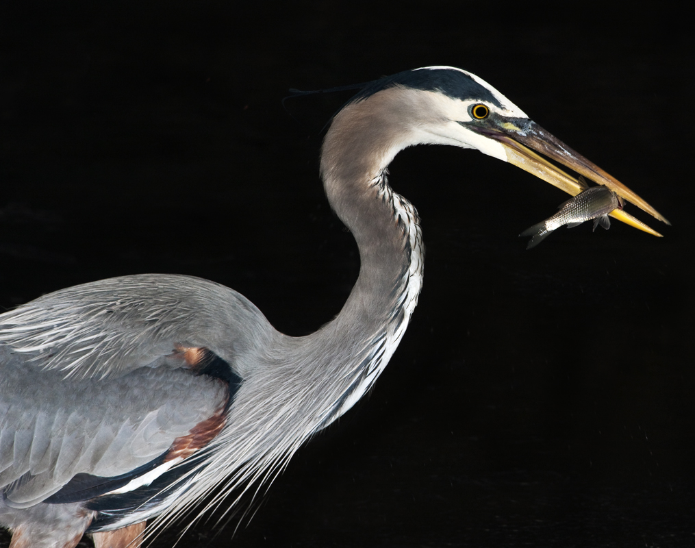 Download Fisherman (1015Wx800H)