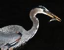 Fisherman (1015Wx800H) - Fisherman - Amelia Island - 2010 