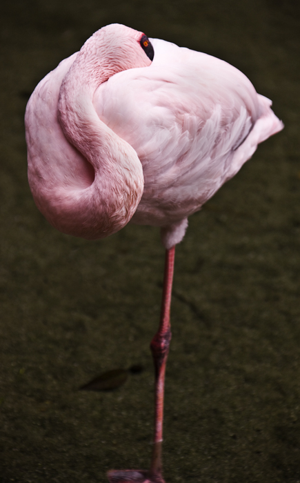 Download Flamingo 2 (435Wx700H)