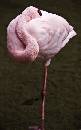 Flamingo 2 (435Wx700H) - Flamingo 2 - 2008 