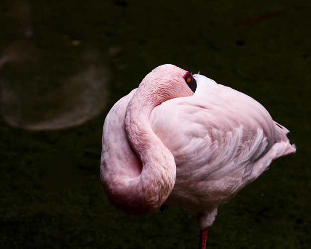 Download Flamingo (626Wx500H)