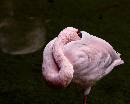 Flamingo (1127Wx900H) - Flamingo - My Pictures - 2008 