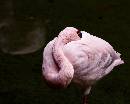 Flamingo (626Wx500H) - Flamingo - 2008 