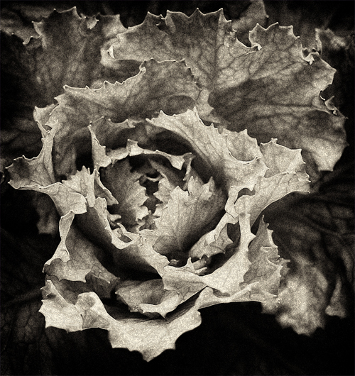 Download Flower B&W (500Wx530H)