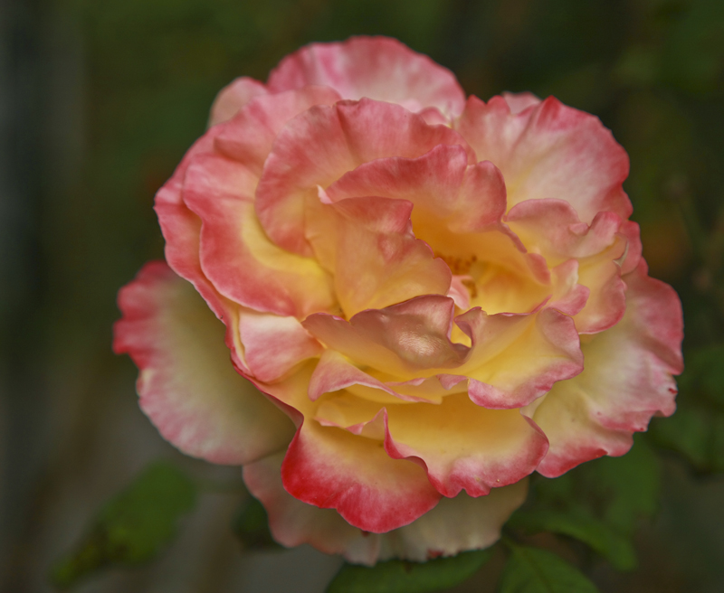 Download Flower in Lido (800Wx656H)