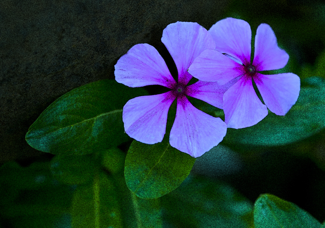 Download Flower for Nola (656Wx460H)