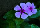 Flower for Nola (656Wx460H) - Flower for Nola - Cumberland Island 
