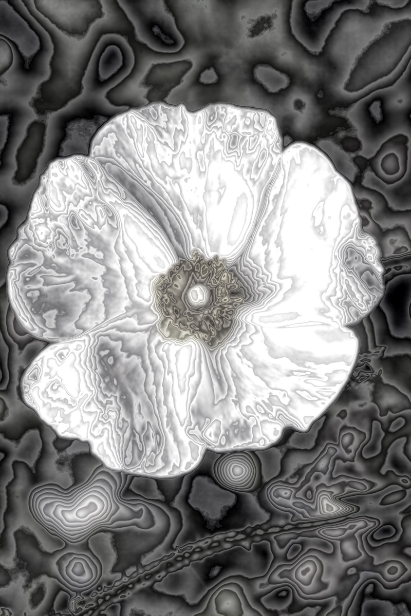 Download Flower Power 3 (800Wx1200H)