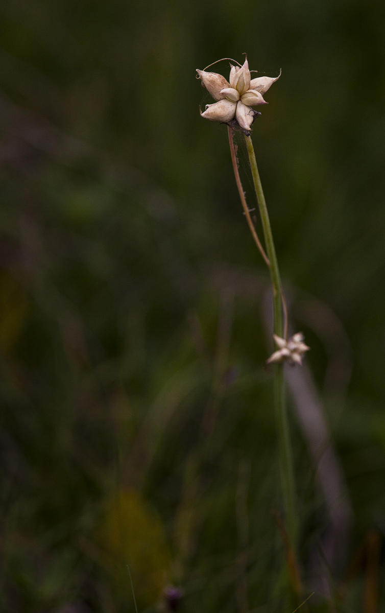 Download Flower Egan's Creek (754Wx1200H)