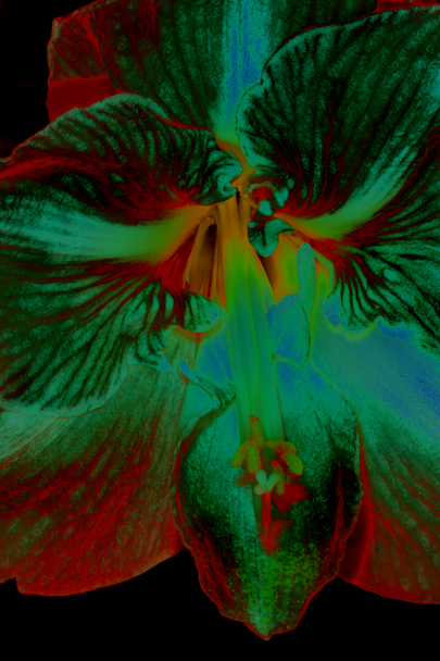 Download Solar Flower 1 (405Wx608H)