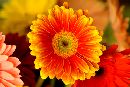  (480Wx320H) - Anniversary Flowers 2000 