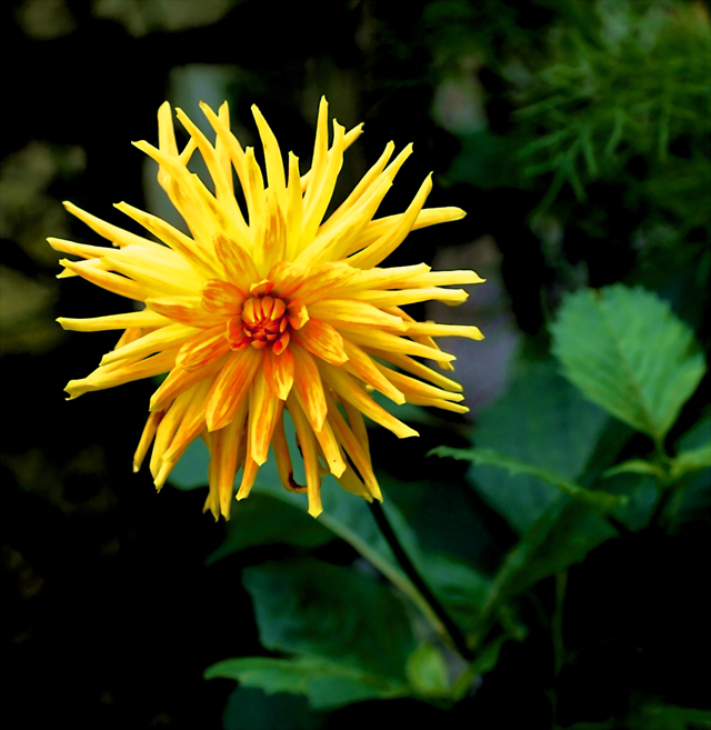 Download  (640Wx657H)