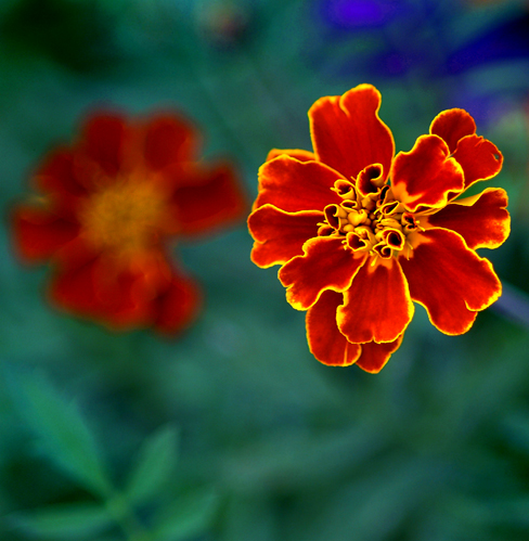 Download Orange Flower (488Wx499H)