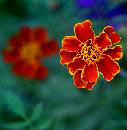 Orange Flower (488Wx499H) - Flower - Reedville, Va. 2003 