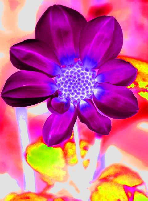 Download  (480Wx653H)