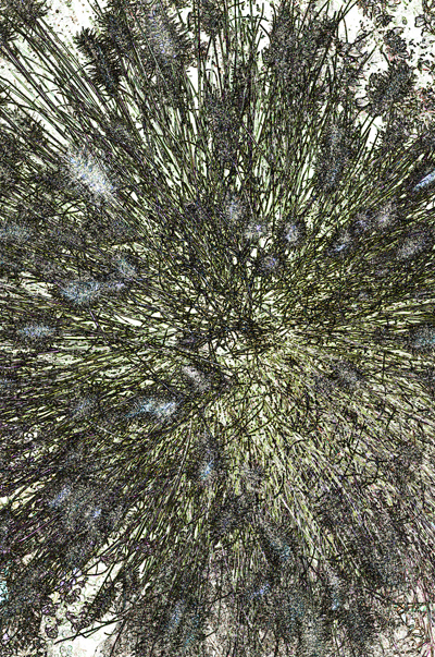 Download FlowerPower (400Wx603H)