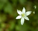 (600Wx481H) - White Flower - Galapagos - 2002 