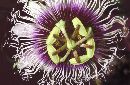  (800Wx521H) - Purple Flower - Galapagos - 2002 