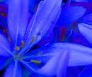 Judy's Flower (540Wx454H) - A Flower for Judy 