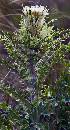 Flowers (540Wx1003H) - Flowers or Weeds? 