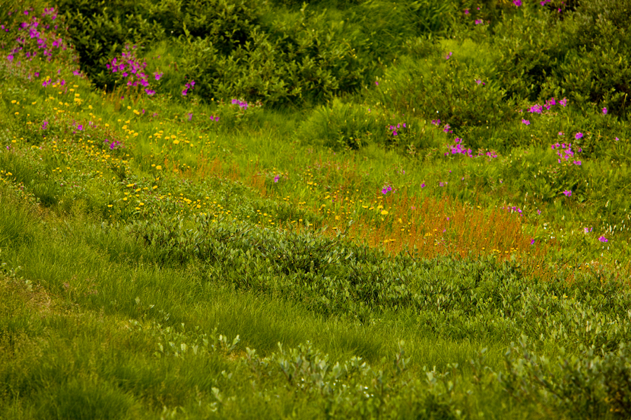 Download Flowers in Grass (900Wx600H)